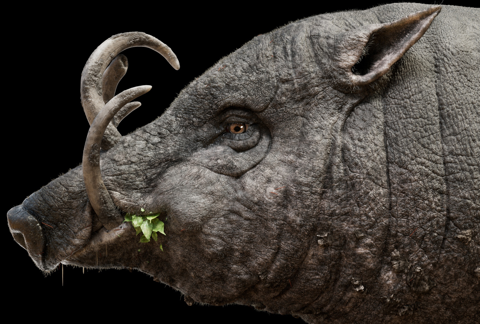 Babirusa