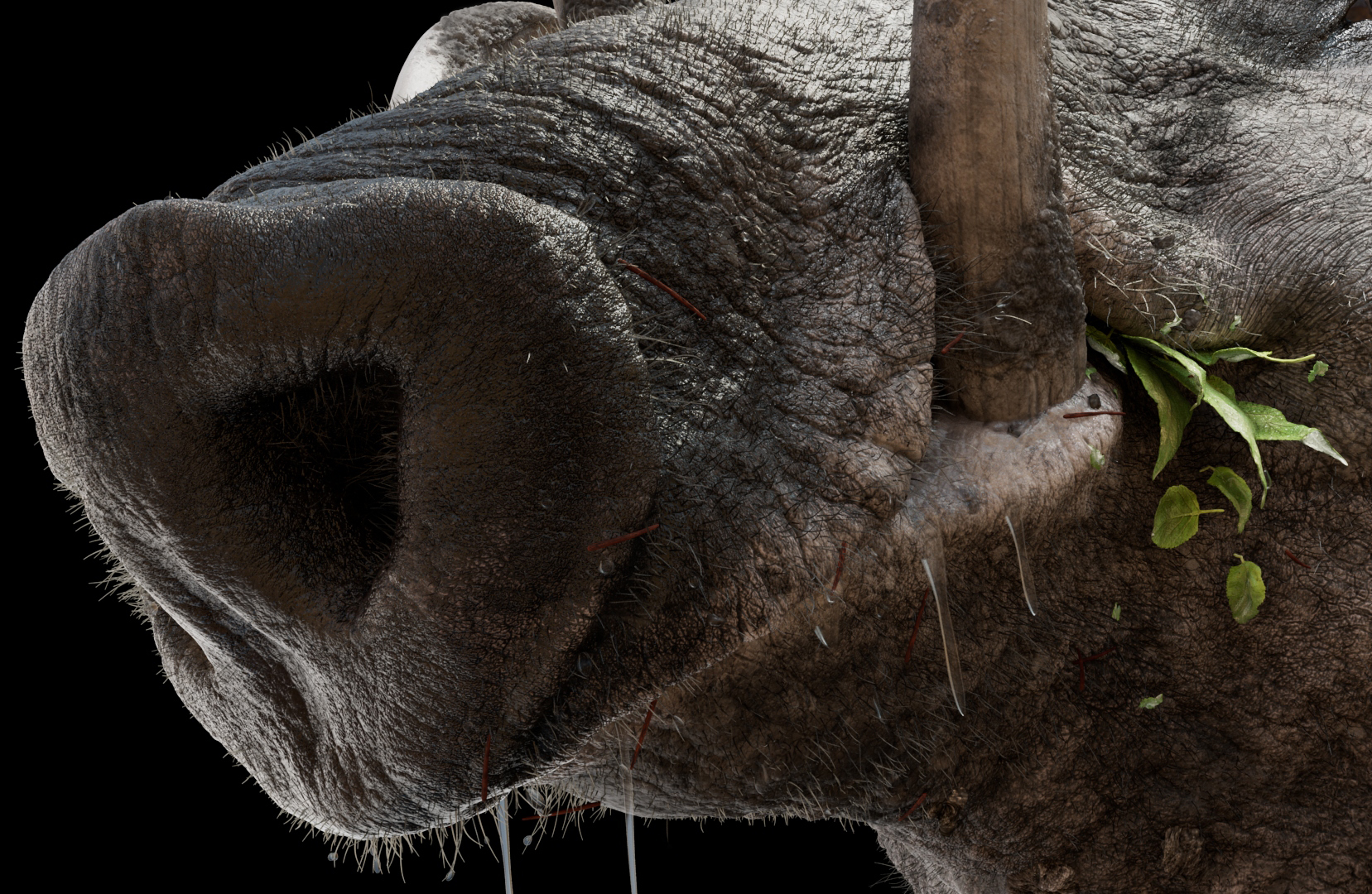 Babirusa 2