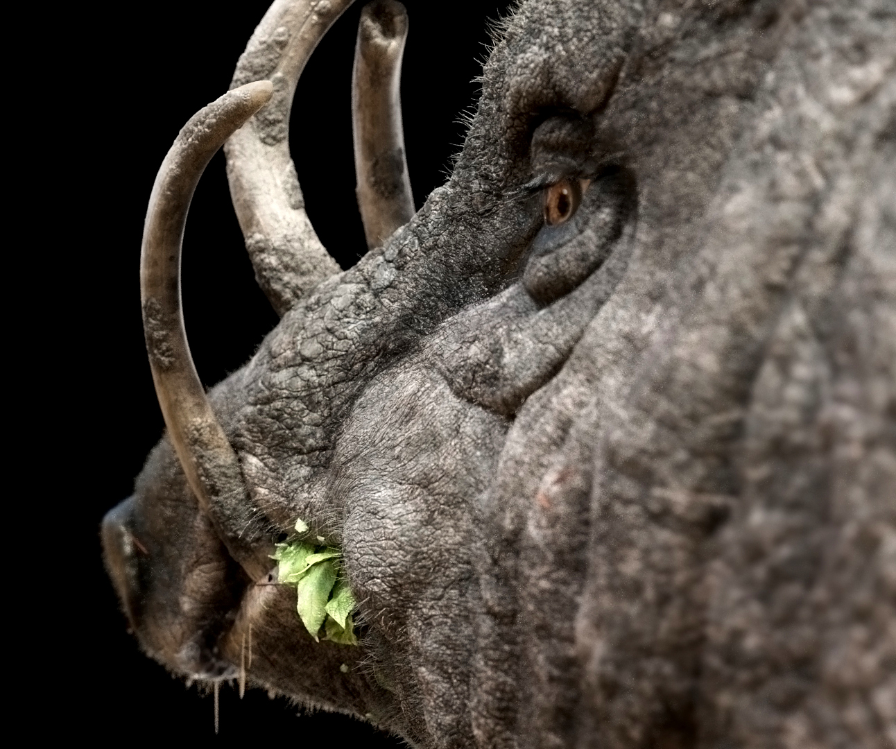 Babirusa 3