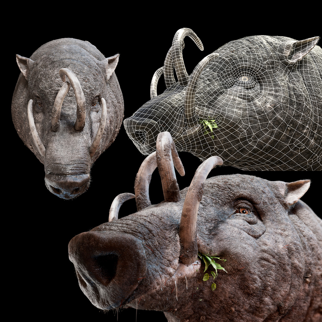 Babirusa 4