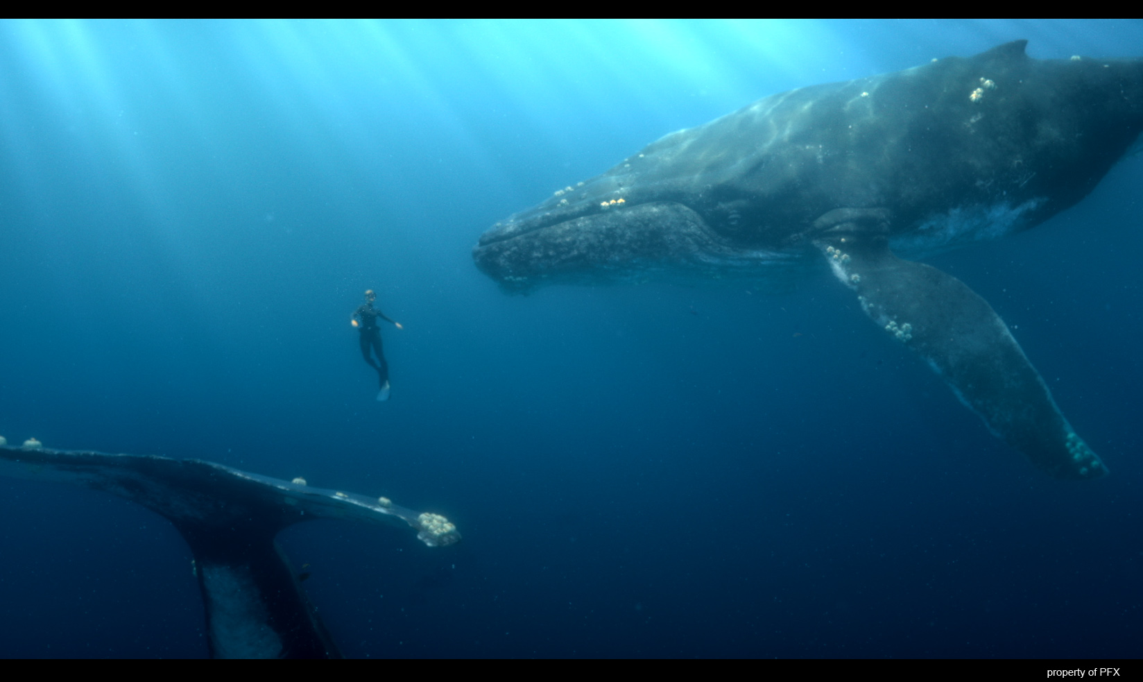 Whale for Commercial
