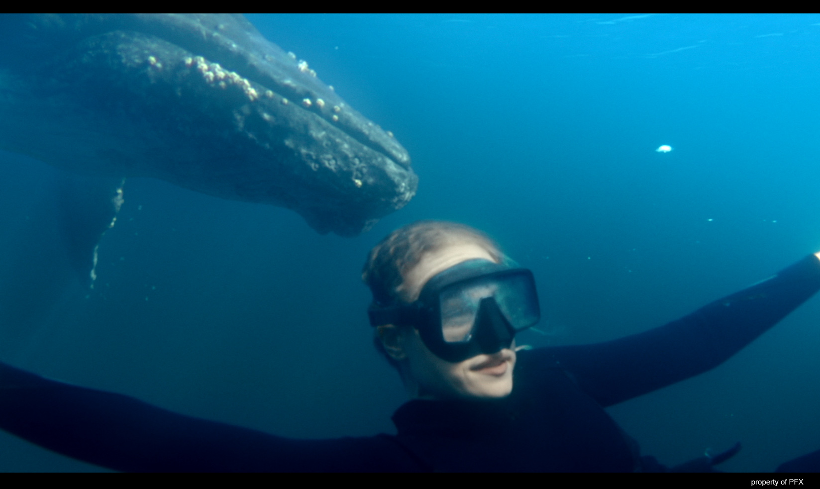 Whale 2